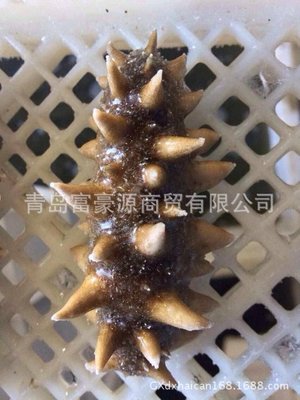 【現(xiàn)貨供應(yīng) 海參 即食刺參 海鮮水產(chǎn)品干海參 規(guī)格齊全 【圖】】價格,廠家,圖片,軟體類,青島富豪源商貿(mào)-