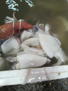 廣西北海市海鮮產(chǎn)品干貨,濕貨批發(fā) 南昌其它服務