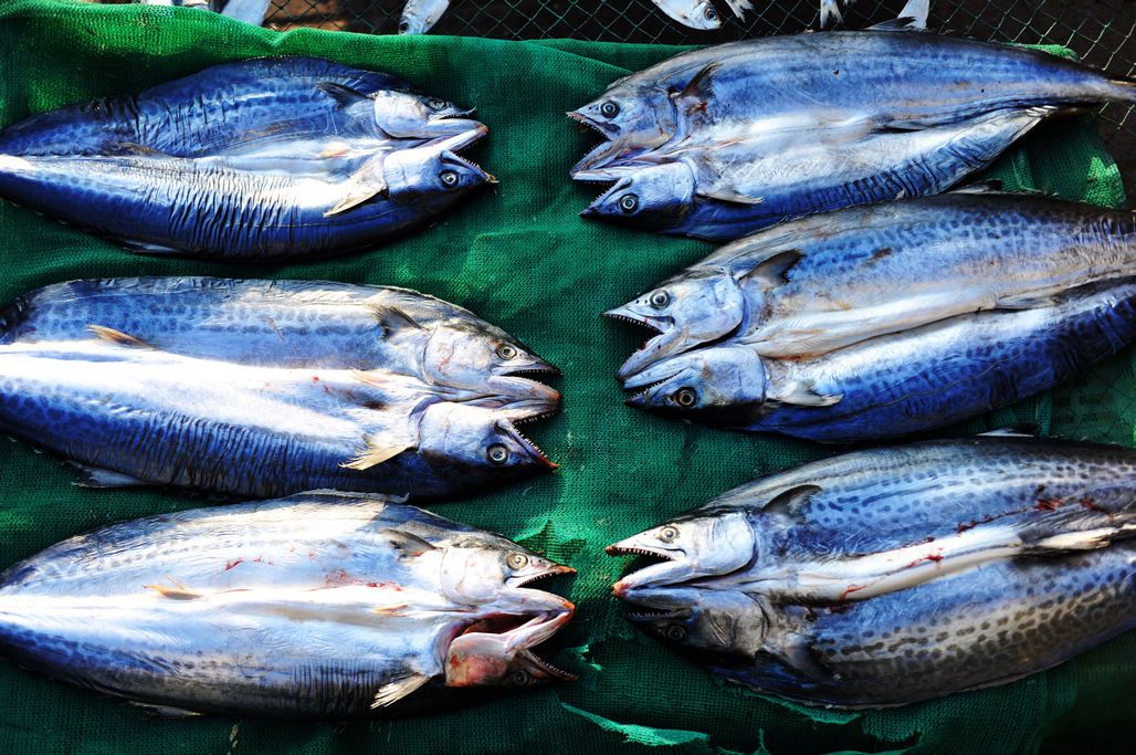 淡干魚干為何價格翻倍？初冬曬魚干正當時